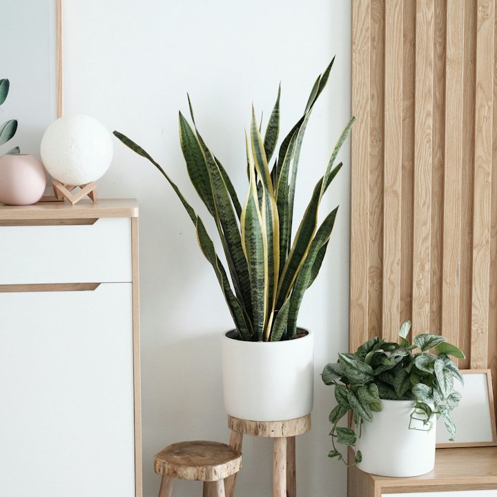 Potted Snake Plant