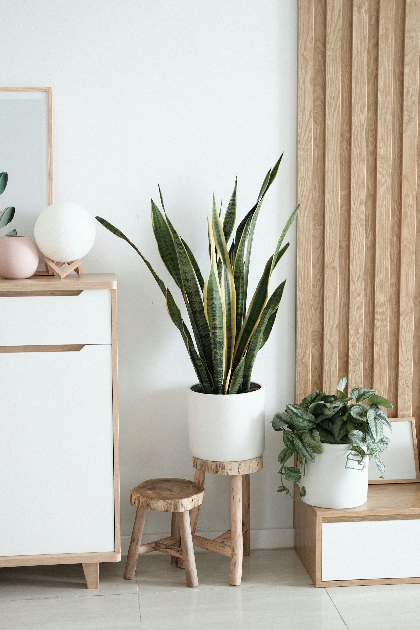 Potted Snake Plant