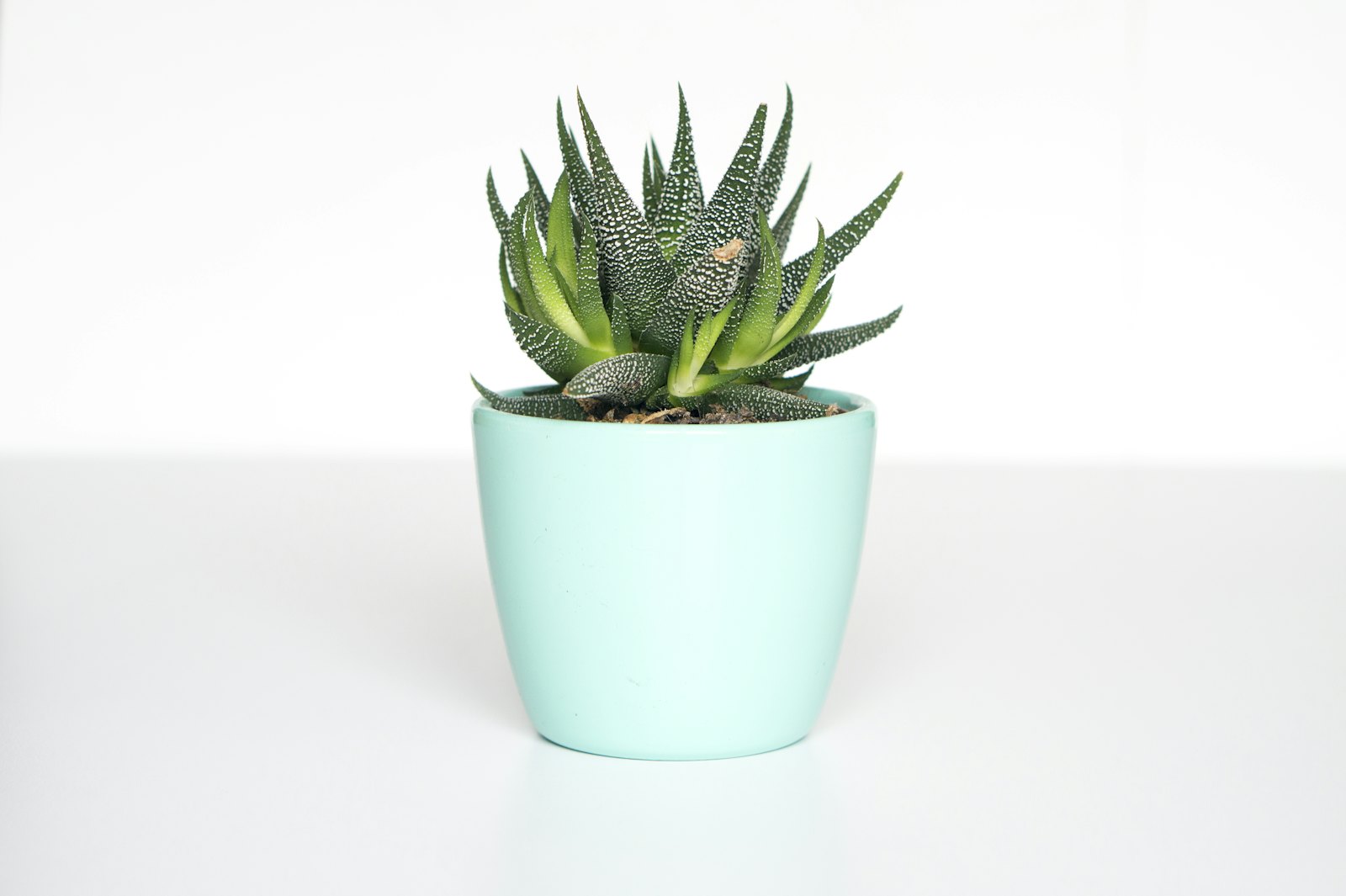 Succulent in Ceramic Pot